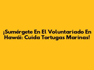 ¡Sumérgete En El Voluntariado En Hawái: Cuida Tortugas Marinas!