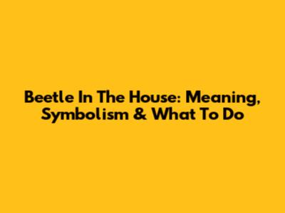 Beetle In The House: Meaning, Symbolism & What To Do