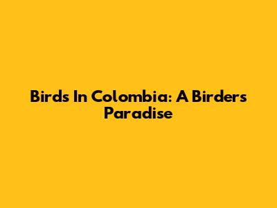Birds In Colombia: A Birder's Paradise