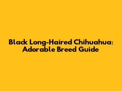 Black Long-Haired Chihuahua: Adorable Breed Guide