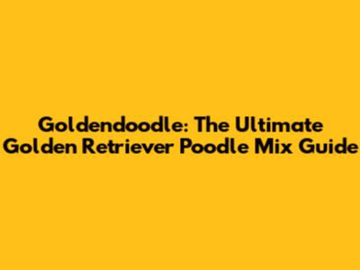 Goldendoodle: The Ultimate Golden Retriever Poodle Mix Guide