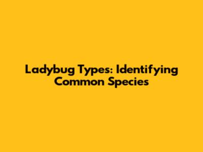 Ladybug Types: Identifying Common Species