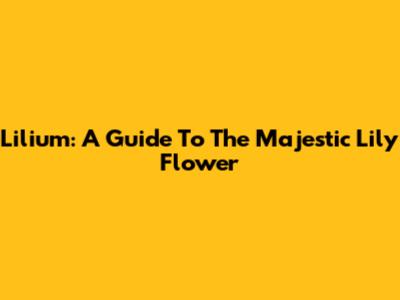 Lilium: A Guide To The Majestic Lily Flower
