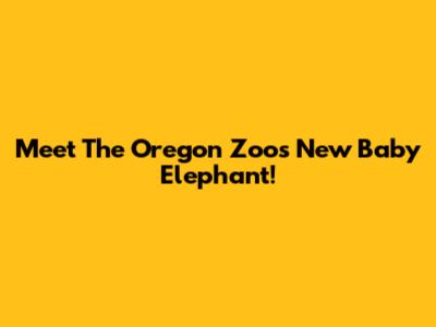 Meet The Oregon Zoo's New Baby Elephant!