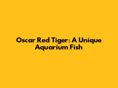 Oscar Red Tiger: A Unique Aquarium Fish