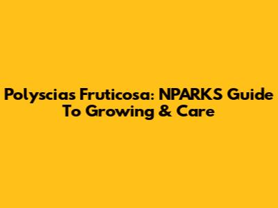 Polyscias Fruticosa: NPARKS Guide To Growing & Care