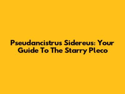 Pseudancistrus Sidereus: Your Guide To The Starry Pleco