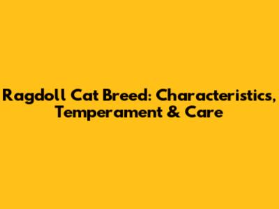 Ragdoll Cat Breed: Characteristics, Temperament & Care