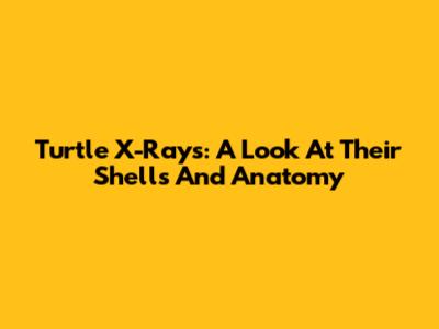 Turtle X-Rays: A Look At Their Shells And Anatomy