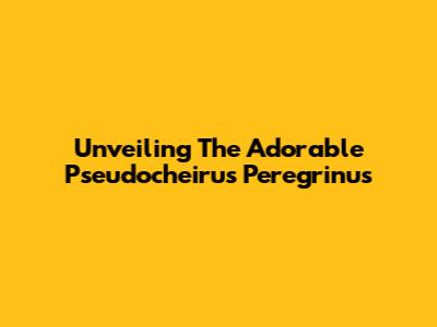 Unveiling The Adorable Pseudocheirus Peregrinus