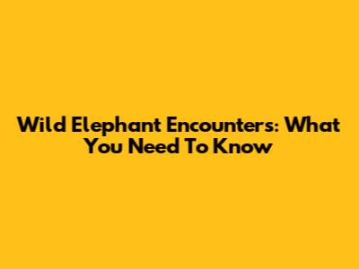Wild Elephant Encounters: What You Need To Know