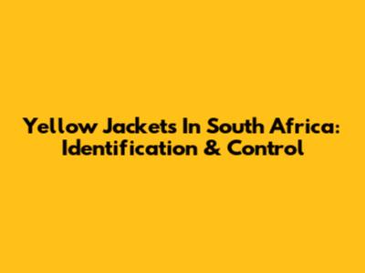 Yellow Jackets In South Africa: Identification & Control