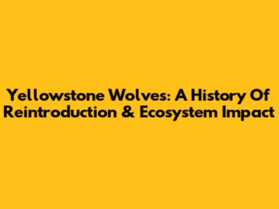 Yellowstone Wolves: A History Of Reintroduction & Ecosystem Impact